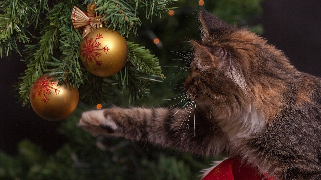 Capture Cherished Moments with Hohem Handheld Stabilizers this Christmas