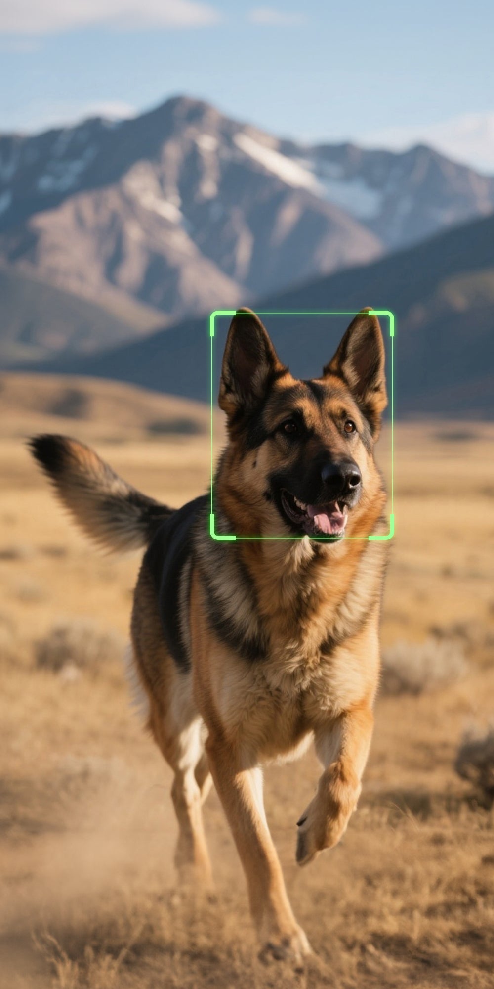 German Shepherd in a field with mountains in the background